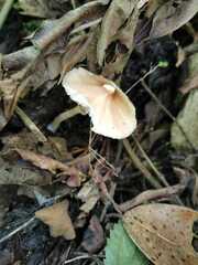 Lepiota clypeolaria