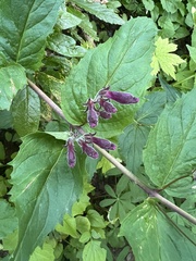 Nothochelone nemorosa