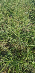 Salsola collina