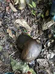 Calvatia craniiformis