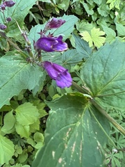 Nothochelone nemorosa