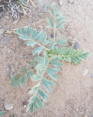 Sibbaldianthe bifurca