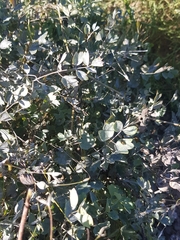 Thalictrum minus