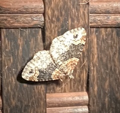 Xanthorhoe