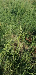 Artemisia dracunculus