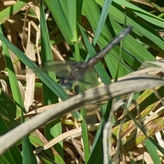 Pachydiplax longipennis