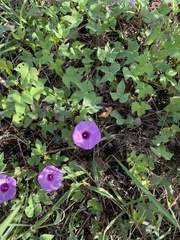 Ipomoea cordatotriloba