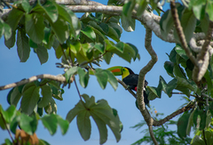 Ramphastos sulfuratus