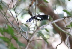 Papilio aegeus