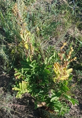 Potentilla longifolia