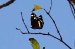 Euploea core corinna