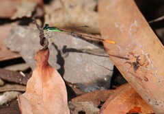 Agriocnemis rubricauda