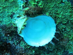 Spondylus gaederopus