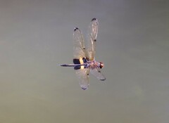 Rhyothemis phyllis