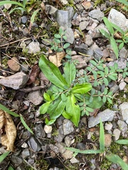 Gamochaeta americana