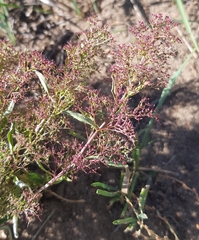 Teloxys aristata