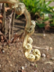 Lophosoria quadripinnata