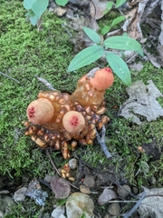 Calostoma cinnabarinum