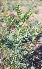 Caragana microphylla