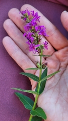 Lythrum salicaria
