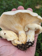 Lactarius maculatipes