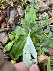 Gamochaeta americana