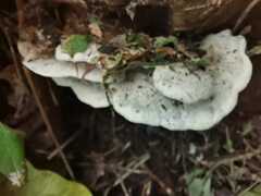 Fuscopostia fragilis