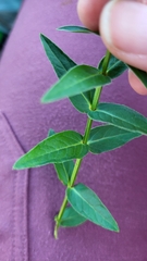 Lythrum salicaria