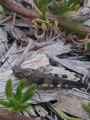 Trimerotropini