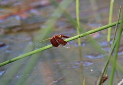 Neurothemis stigmatizans