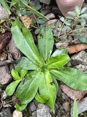 Gamochaeta americana