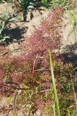 Teloxys aristata