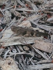 Trimerotropini