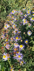 Aster hispidus