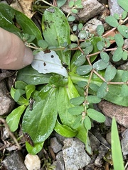 Gamochaeta americana