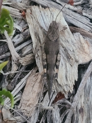 Trimerotropini