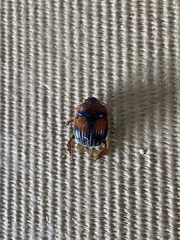 Bolbocerosoma farctum