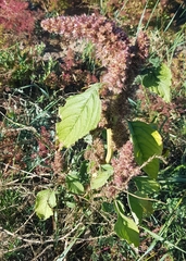 Amaranthus cruentus