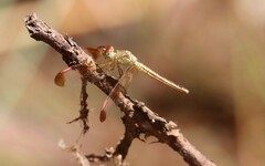 Neurothemis stigmatizans