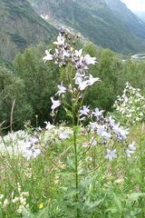 Campanula lactiflora