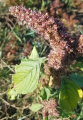 Amaranthus cruentus
