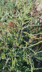 Salsola collina