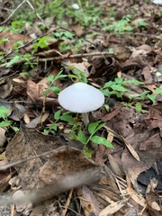 Amanita bisporigera