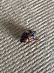 Bolbocerosoma farctum