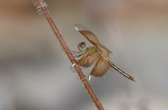 Neurothemis stigmatizans