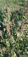 Amaranthus cruentus