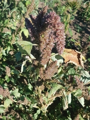 Amaranthus cruentus