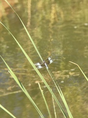 Libellula luctuosa