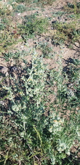 Artemisia sieversiana