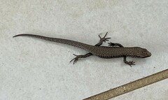 Lampropholis delicata